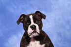 Olde English Bulldog Puppy