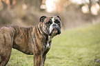standing Olde English Bulldog