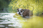 bathing Olde English Bulldog