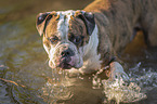 bathing Olde English Bulldog