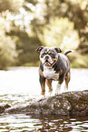 Olde English Bulldog at lakeside
