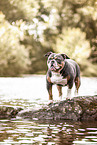 Olde English Bulldog at lakeside
