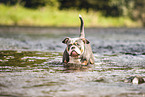 Olde English Bulldog in the water