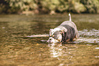 Olde English Bulldog in the water