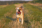 Olde English Bulldog in summer