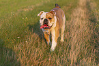 Olde English Bulldog in summer