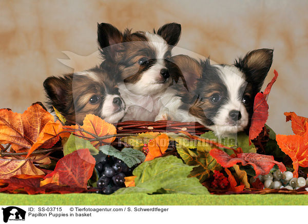 Papillon Puppies in basket / SS-03715