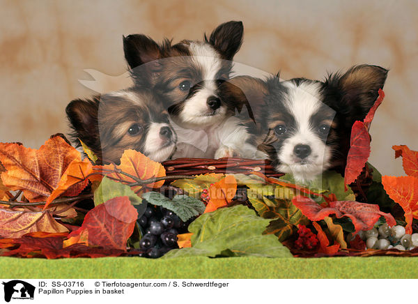 Papillon Puppies in basket / SS-03716