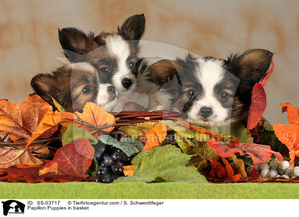 Papillon Puppies in basket / SS-03717