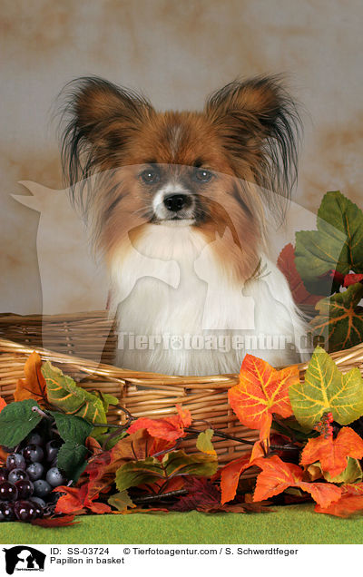 Papillon in basket / SS-03724