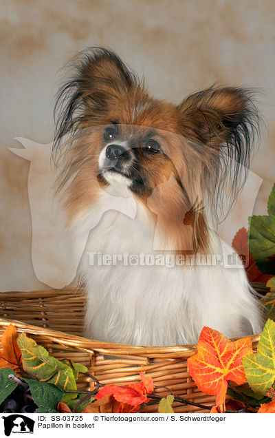 Papillon in basket / SS-03725