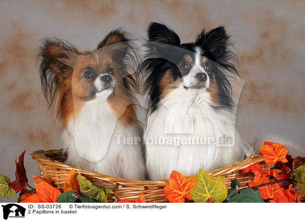 2 Papillons in basket / SS-03726