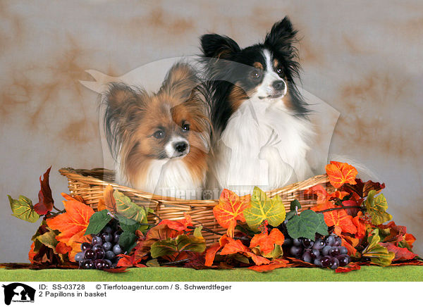 2 Papillons in basket / SS-03728