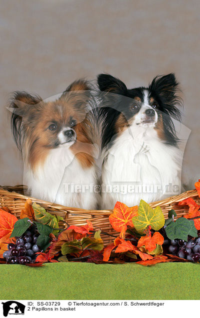 2 Papillons in basket / SS-03729