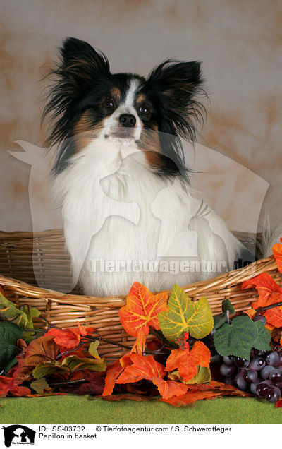 Papillon in basket / SS-03732