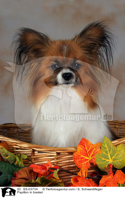 Papillon in basket / SS-03734