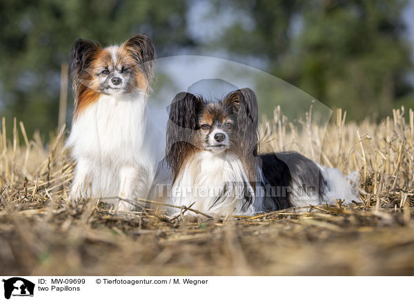 two Papillons / MW-09699