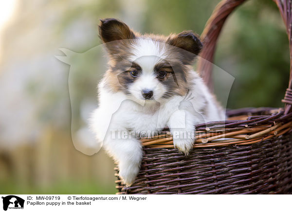 Papillon puppy in the basket / MW-09719