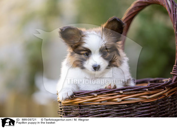 Papillon puppy in the basket / MW-09721