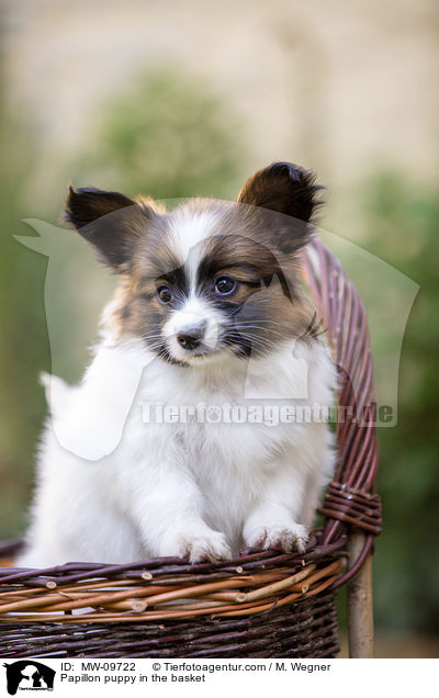 Papillon puppy in the basket / MW-09722