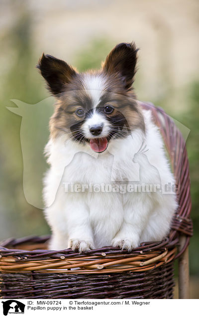 Papillon puppy in the basket / MW-09724