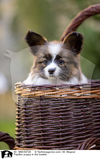 Papillon puppy in the basket / MW-09726