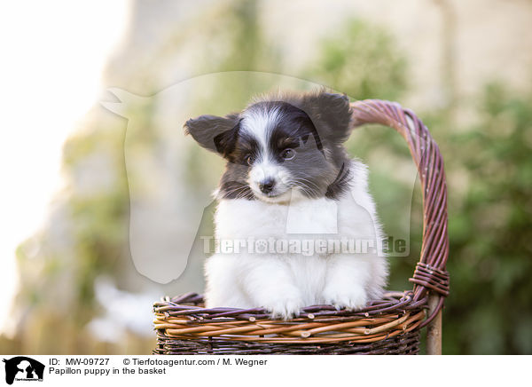 Papillon puppy in the basket / MW-09727