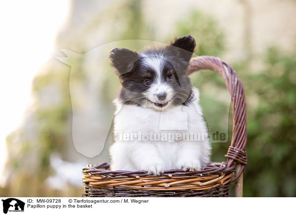 Papillon puppy in the basket / MW-09728