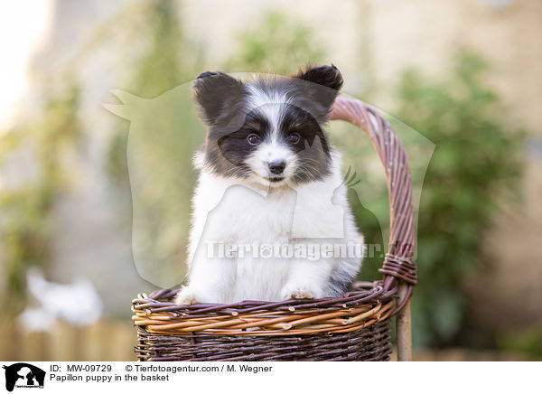 Papillon puppy in the basket / MW-09729