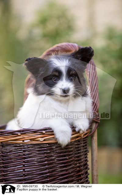 Papillon puppy in the basket / MW-09730