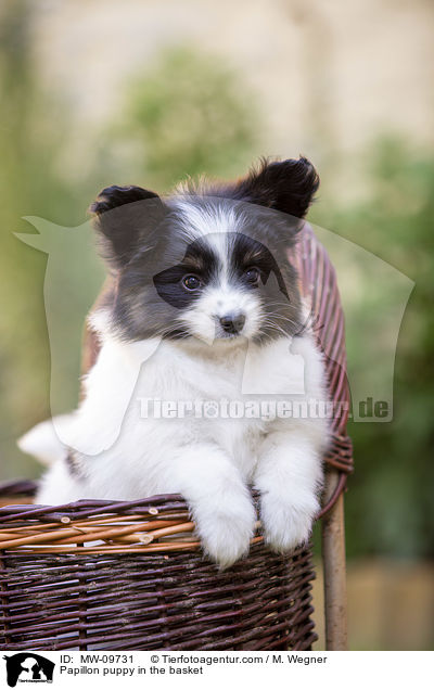 Papillon puppy in the basket / MW-09731