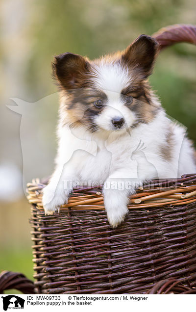 Papillon puppy in the basket / MW-09733