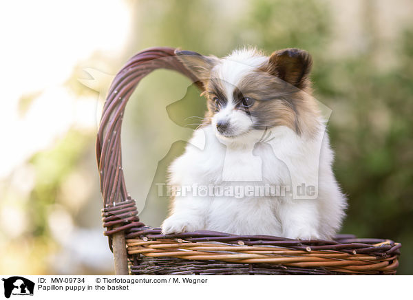 Papillon puppy in the basket / MW-09734