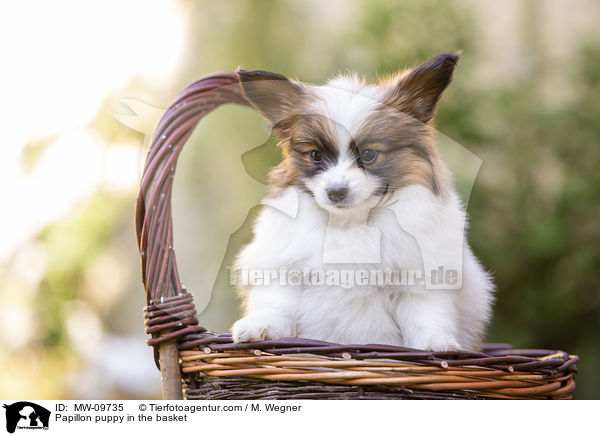 Papillon puppy in the basket / MW-09735