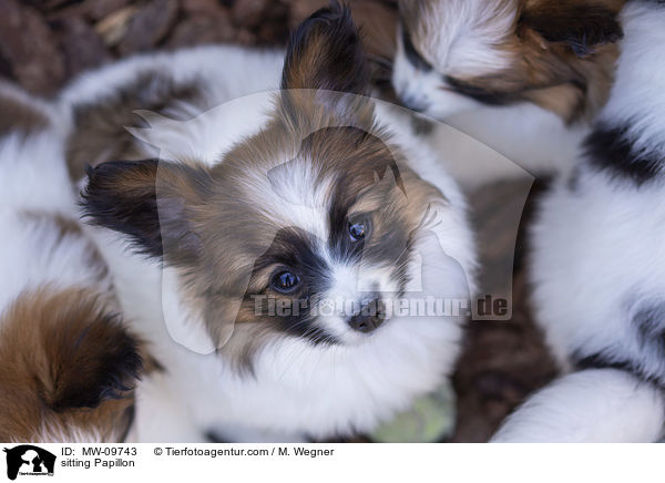 sitting Papillon / MW-09743