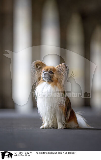 adult Papillon / MAH-03274