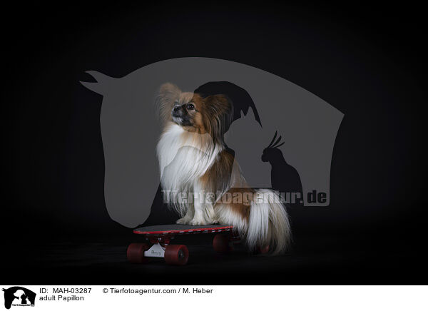 adult Papillon / MAH-03287