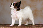 standing Papillon Puppy