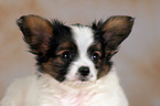 Papillon Puppy Portrait