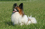 sitting Papillon