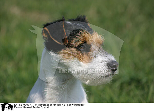 Parson Russell Terrier Portrait / SS-00007