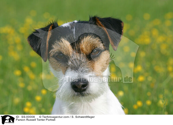 Parson Russell Terrier Portrait / SS-00008