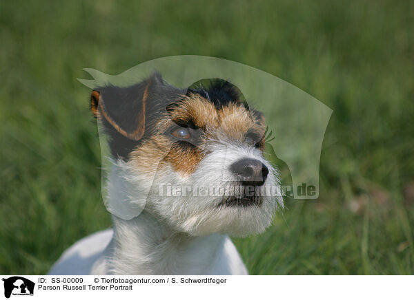Parson Russell Terrier Portrait / SS-00009