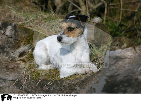 lying Parson Russell Terrier / SS-00010