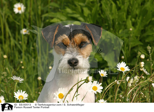 Parson Russell Terrier Portrait / SS-00013