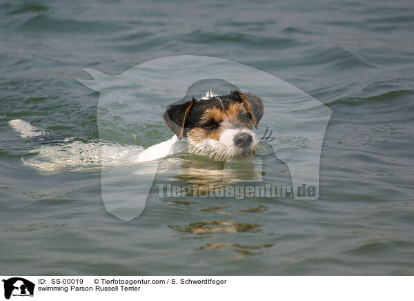 swimming Parson Russell Terrier / SS-00019