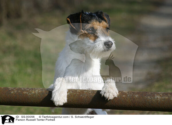 Parson Russell Terrier Portrait / Parson Russell Terrier Portrait / SS-00056