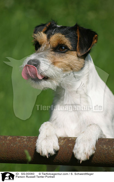 Parson Russell Terrier Portrait / Parson Russell Terrier Portrait / SS-00060
