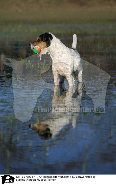 spielender Parson Russell Terrier / playing Parson Russell Terrier / SS-00067