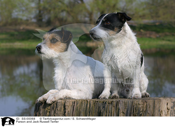 Parson und Jack Russell Terrier / Parson and Jack Russell Terrier / SS-00068